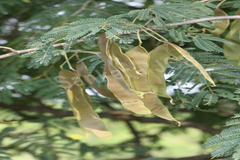 Albizia odoratissima